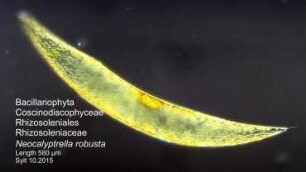 Neocalyptrella robusta Sylt 2015