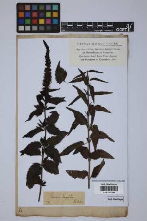 Veronica longifolia longifolia L.