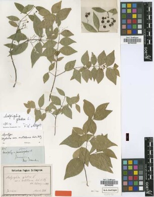Malpighia glabra L. var. typica Nied.