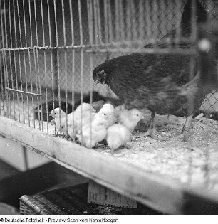 Tierschauen