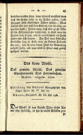 Das kleine Wiesel.