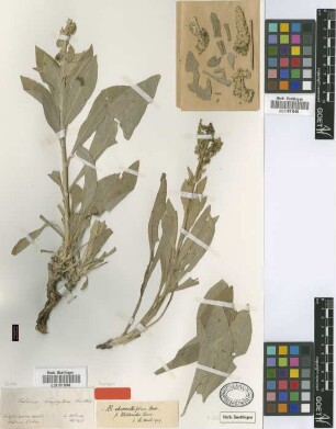 Verbascum stenophyllum Boiss. & Heldr. [syntype]