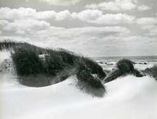 Jütland. Nordseestrand bei Skagen. Mit Strandhfer bewachsene Dünen