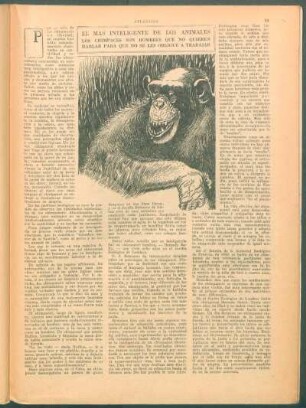 El más inteligente de los animales. - Los chimpances son hombres que no quieren hablar para que no se les obligue a trabajar