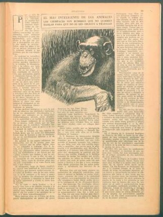 El más inteligente de los animales. - Los chimpances son hombres que no quieren hablar para que no se les obligue a trabajar