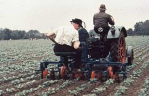 Fotografie: Hackmaschine, Zuckerrübe