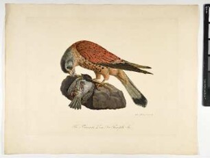Falco Tinnunculus. Linn. Der Thurmfalke. Mas. - Turmfalke. Falco tinnunculus; mas. - Zeichner und Stecher: Ambrosius Gabler
