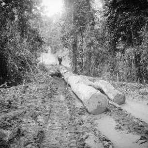 Edelholzstämme : Im Urwald werden Edelbäume gefällt und abtransportiert.