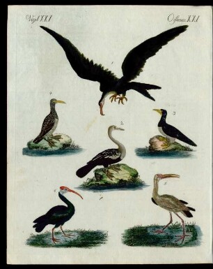 Merkwürdige Sumpf- und Wasser-Vögel.