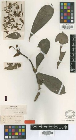 Ardisia involucrata Kurz
