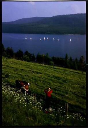Schluchsee: Segelregatta auf dem Schluchsee, Vordergrund Frau in rot und Kühe