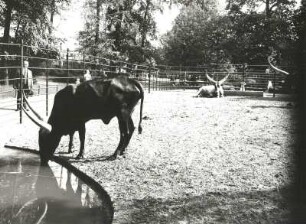 Watussi- oder Wahumarinder im Freigehege des Wapitihauses
