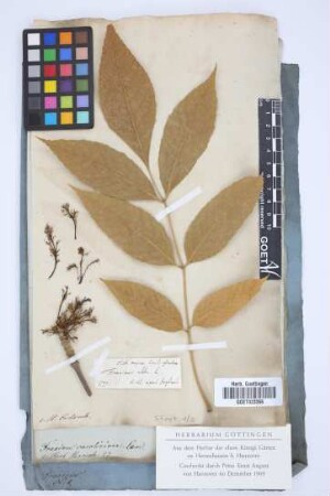 Fraxinus alba