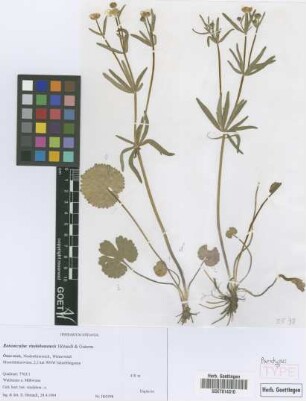 Ranunculus vindobonensis E. H&ouml;randl & W. Gutermann[paratype]