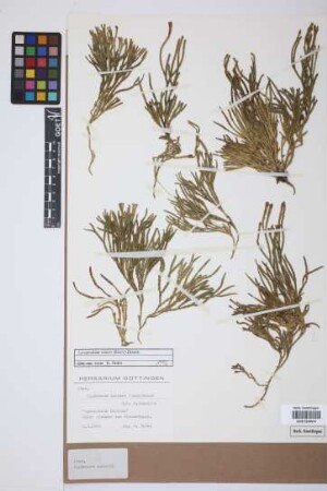 Diphasiastrum issleri (Rouy) J. Holub