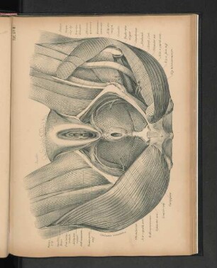 Taf. LVIII.