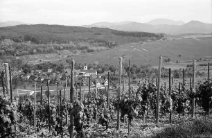 Batzenberg: Blick vom Batzenberg gegen die Schwarzwaldberge