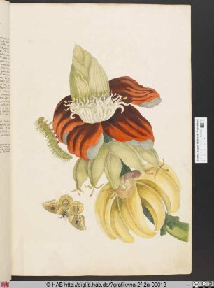 [Metamorphose eines Schmetterlings auf einer Bananenblüte]