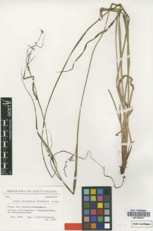 Carex renschiana Boeckeler [isotype]