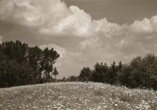 Nordsächsisches Tiefland (Leipziger Tieflandsbucht). Auenlandschaft der Weißen Elster bei Döhlen, nordöstlich von Pegau. Links Auwald, rechts Buschwerk am Lauf des Flusses, dazwischen saftige Wiesen
