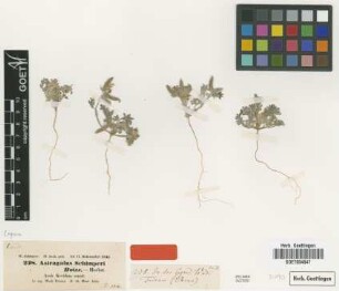 Astragalus schimperi Boiss. [type]