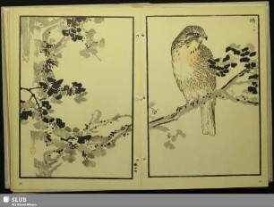 [Heuschreckenbussard, Butastur indicus (Gm.)]