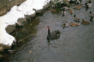 Heiligengeiststraße: Zusammenfluss von Trave und Stadtarm: in der Mitte ein schwarzer Schwan im Winter