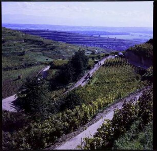 Ihringen: Serpentinenweg im Weinberg, von oben