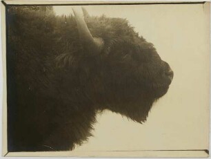 Bison bonasus (Linnaeus, 1758)