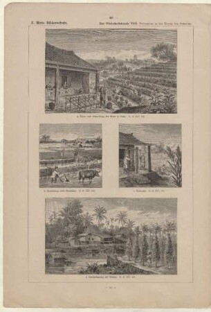 Betelpflanzung auf Borneo