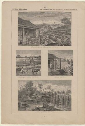 Betelpflanzung auf Borneo