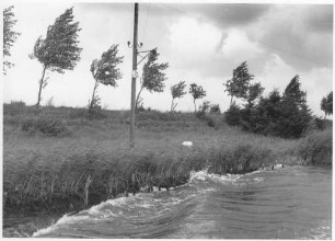 Natürlicher Reetbewuchs Nord-Ostsee-Kanal (NOK)