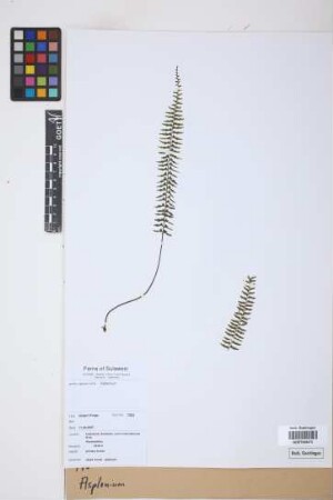 Asplenium spec.