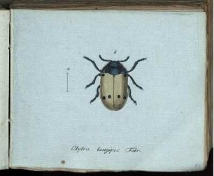 Clytra longipes Fabr. [bis] Melolontha variabilis Fabr.