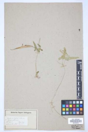 Cynanchium