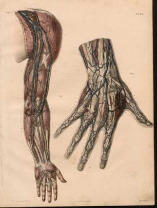 Venen des Arms und die Verknüpfungen zu den Arterien