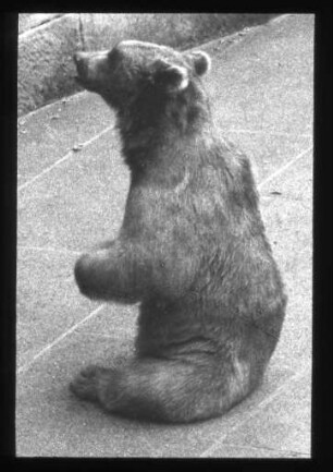 Bär im Berner Bärengraben