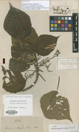 Macaranga harveyana (Müll.Arg.) Müll.Arg.