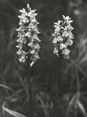Geflecktes Knabenkraut (Dactylorhiza maculata), auch Flecken-Fingerwurz genannt,