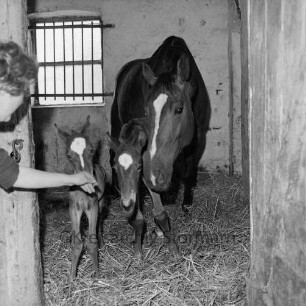Lasbek-Dorf: Landwirtschaft: Pferdezucht Helmut Gerken: Zwillingsgeburt: Stute und beide Fohlen im Stall: links Frau