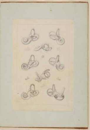 Das Innere des menschlichen Hörorganes: Labyrinth [Vorzeichnung zu Samuel Thomas Soemmerring, Abbildungen des menschlichen Hörorganes, Frankfurt am Main 1806, Tafel III ("schattierte" Darstellung)]