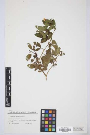 Jasminum odoratissimum L.
