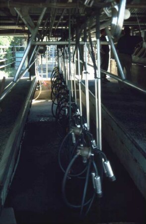 Fotografie: Melktechnik, Melkzeug, Melkstand