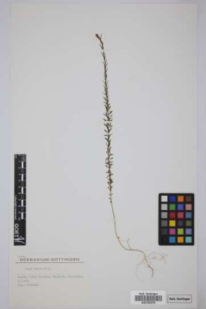 Linum bienne Miller