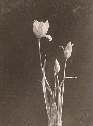 Wilde Tulpen (Tulipa sylvestris), auch Wald-Tulpe oder Weinberg-Tulpe im Glas