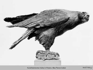 Adler