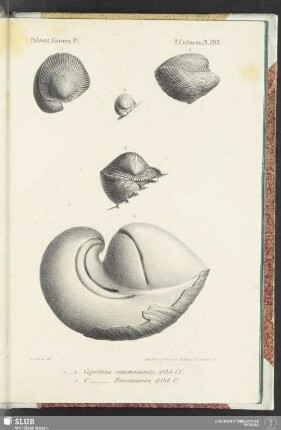Pl. 595