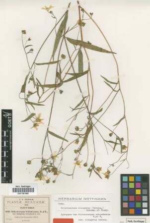 Sclerocarpus schiedeanus Benth. & Hook.f. var. Greenm. elongatus[syntype]