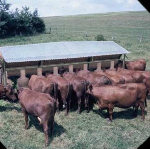 Fotografie: Weidehaltung, Milchviehhaltung, Futtervorlage, Raufenwagen