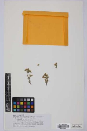 Gymnocarpos salsoloides Webb ex Christ